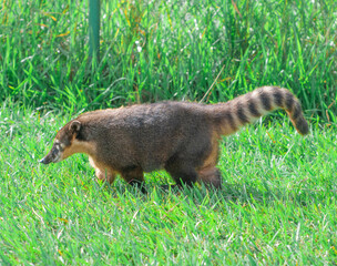 meerkat on the grass