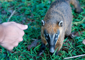 meerkat on the grass