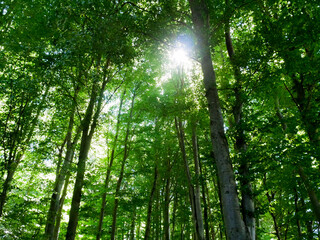 Fototapeta na wymiar Sonne scheint durch die Bäume im Wald auf eine Lichtung
