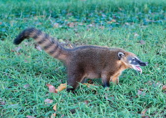 meerkat on the grass