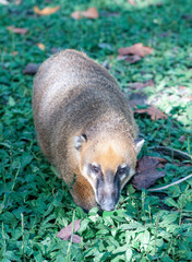 meerkat on the grass