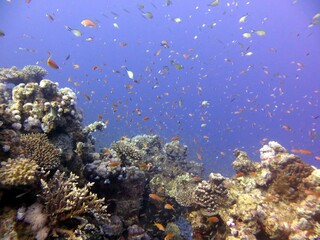 Naklejka na ściany i meble red sea fish and coral reef of blue hole egypt