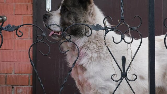 
Big angry Central Asian Shepherd dog eats a bone. Dangerous animal to guard the house. Alabai, purebred white dog with strong teeth.