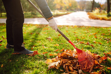Autumn clean in garden back yard. Rake and pile of fallen leaves on lawn in autumn park. Volunteering, cleaning, and ecology concept. Seasonal gardening.