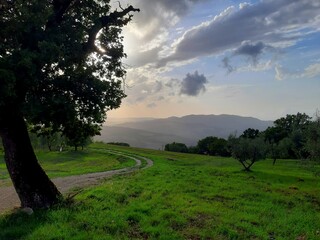 Olive tree in tuscany hills