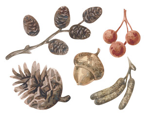 Set of autumn watercolor illustrations: pine cone, alder catkins, birch seeds, acorn, rowan berries. Isolated on white.