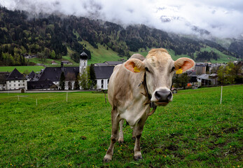 Fototapeta na wymiar Engelberg, canton Obwalden, Switzerland, Europe - Cow in front of Engelberg Abbey, Benedictine Monastery dedicated to Our Lady of the Angels