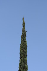 green pine tree