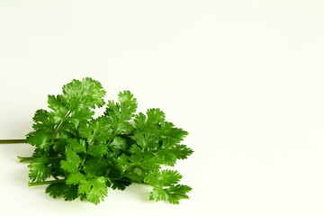 Obraz premium fresh coriander green leaves bunch isolated in white background, copy space