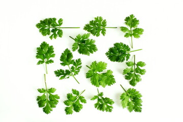 fresh coriander green leaves isolated in white background,top view