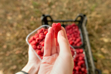 Fresh raspberries. Hand holds a juicy fresh raspberry. Season of fruit and jam cooking. Raspberry group. Summer and autumn berries harvest season. Delicious and healthy dessert.
