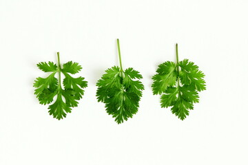 fresh coriander green leaves isolated in white background,top view copy space