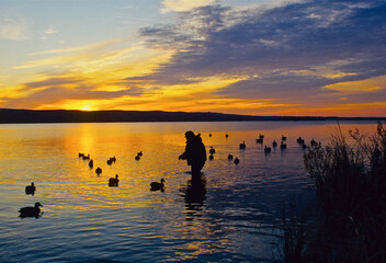 A waterfowl setting decoys at sunrise 
