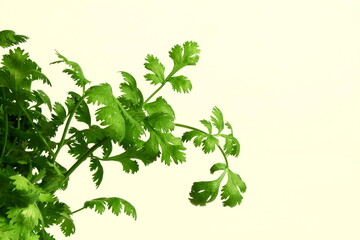 fresh coriander green leaves isolated in white background,top view copy space