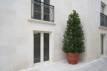 Fototapeta na wymiar Large bush plant in a pot near building facade