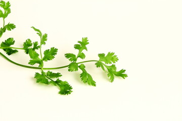 fresh coriander green leaves isolated in white background,top view copy space