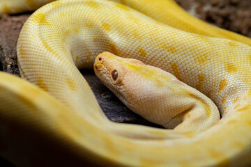 Piton albina, serpiente de color amarillo y blanco
