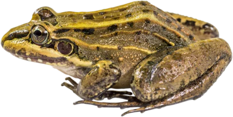 Wandaufkleber Frog closeup isolated. © JCLobo