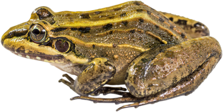 Frog closeup isolated.