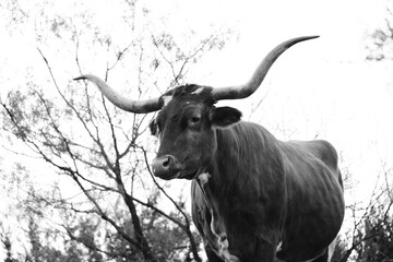Texas longhorn cow portrait in rustic black and white from pasture.