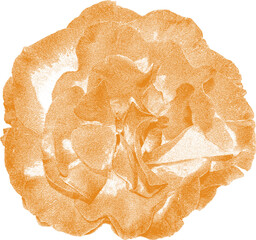 isolated bohemian orange rose flower screen print