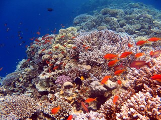 red sea fish and coral reef of blue hole egypt