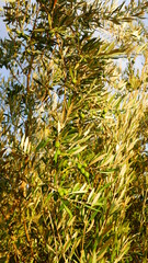 Olive trees field in Andalucía