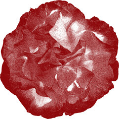 isolated bohemian dark red rose flower screen print