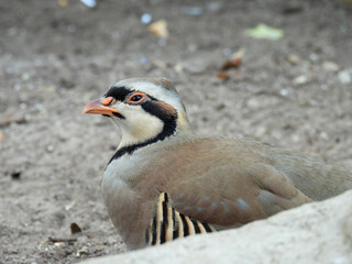 Captive chukar bird in Ontario, Canada