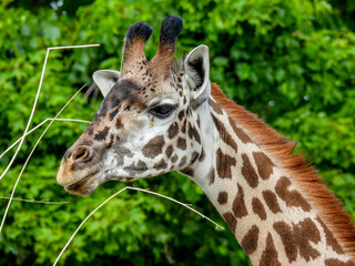 Obraz premium Giraffe stripping a tree in Toronto, Canada