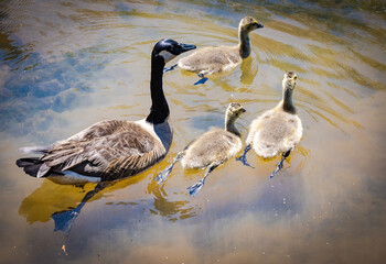 Canadian Goose mother with goslings in a lake at Roswell Riverfront Park in Georgia.