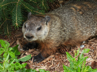 Ground hog in the grass in Toronto, Canada