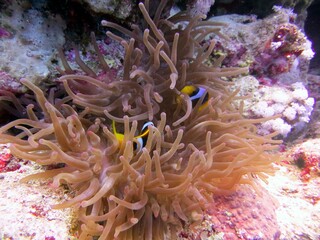 Naklejka na ściany i meble red sea clown fish