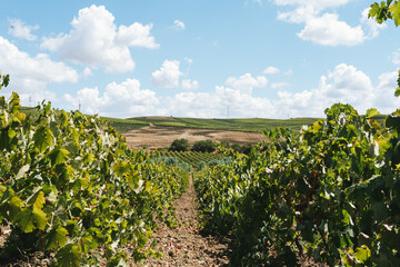 Fototapeta na wymiar Amazing vast plantation of grape in Sicily, Marsala famous vine region in southern Italy