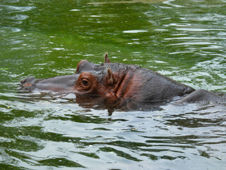 Fototapeta premium Hippo submerged in a pool in Toronto, Canada