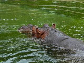 Fototapeta premium Hippo submerged in a pool in Toronto, Canada