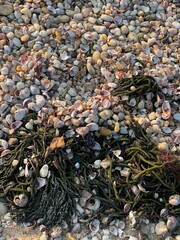 Dead man’s fingers Codium  algae seaweed on beach