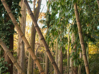 bamboo forest