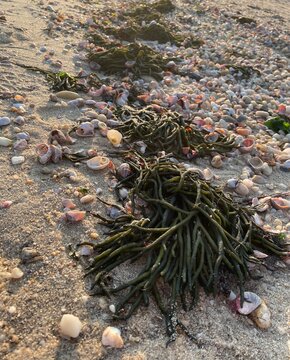 Codium fragile seaweed also known as dead man's fingers
