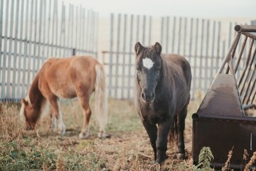 Closeup shot of two ponies on a farm