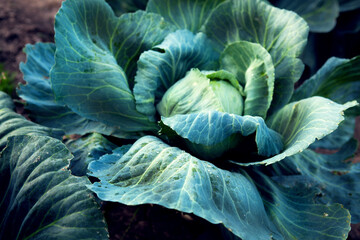 Fresh, white cabbage growing in a vegetable garden on a farm. 