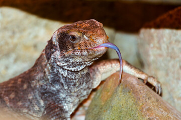 African savannah monitor lizard in a rocky area