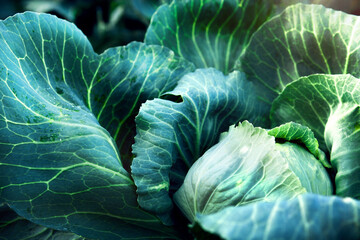 Obraz premium Fresh, white cabbage growing in a vegetable garden on a farm.