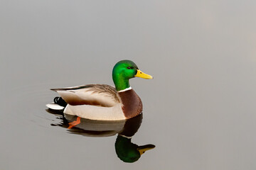 Mallard Duck Drake on a reflective pond