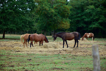 Naklejka na ściany i meble Horses grazing on a farm, Istria, Croatia. Horses on a farm