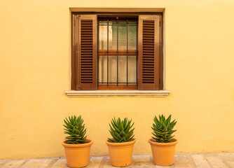 Fototapeta na wymiar Window with wooden shutters on a yellow facade and three potted cacti on the ground
