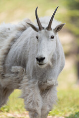 Vertical image of an adult mountain goat standing in the shade in an alpine meadow. Half it's winter coat has been shed but half the fluffy hair remains in large patches.
