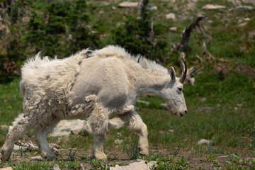 Fototapeta premium A mountain goat with part of it's winter coat blowing in the stiff wind walks through an alpine meadow. Gnarled trees and scattered rocks are in the background.