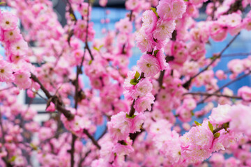 Flowers on a branch of sakura tree with selective focus on a blurred background. Defocused backdrop copy space