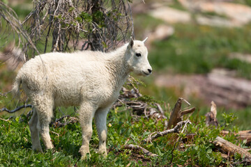 Fototapeta premium A baby mountain goat stands in a green alpine meadow with bits of dead wood from weathered trees scattered around and patches of bare rock in the background. 